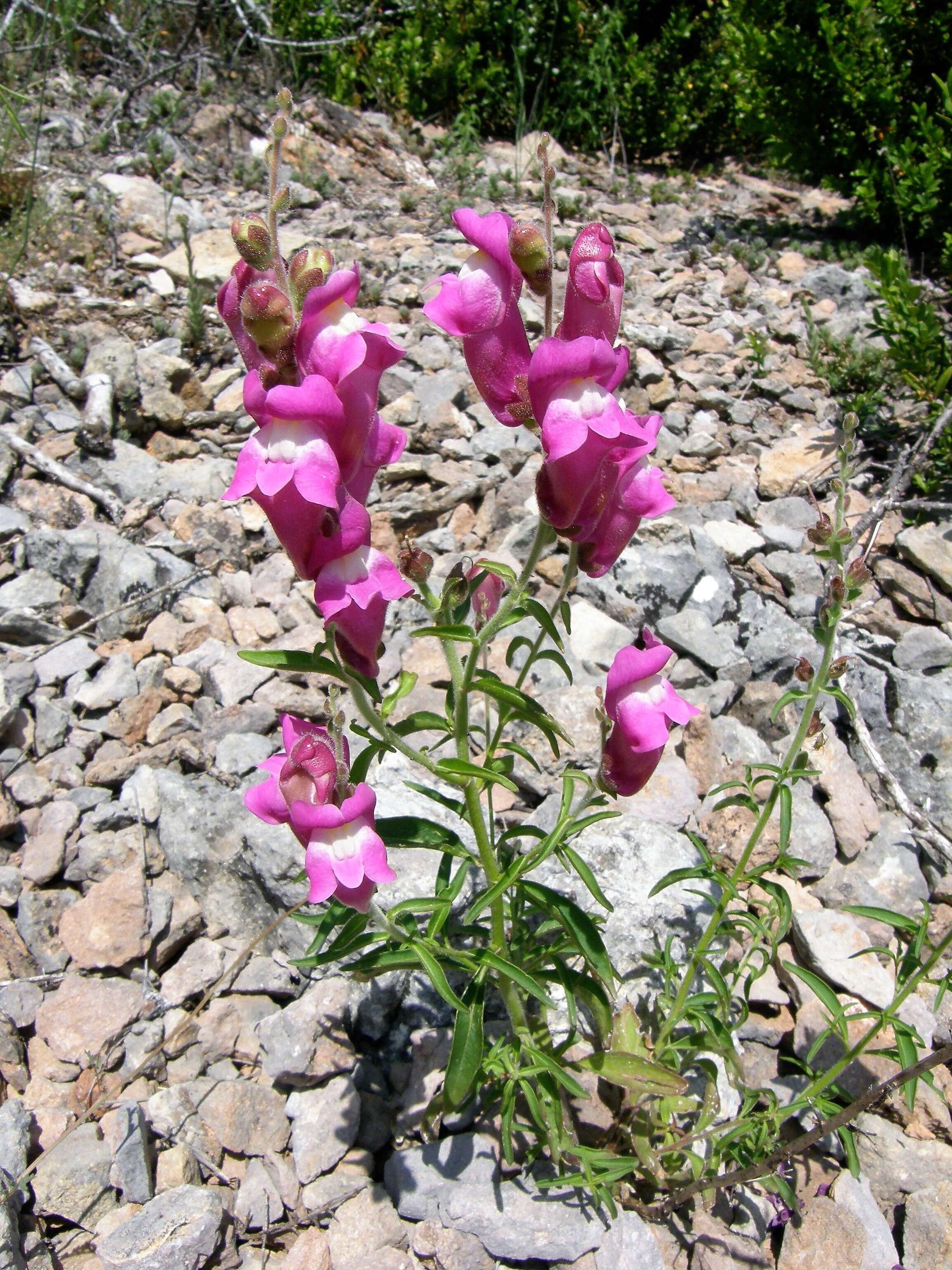 Plancia ëd Antirrhinum majus L.