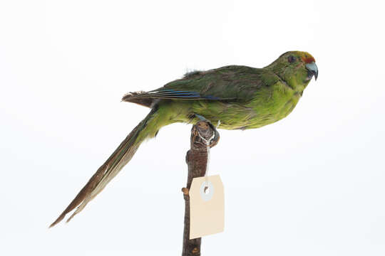 Image of Yellow-crowned Kakariki