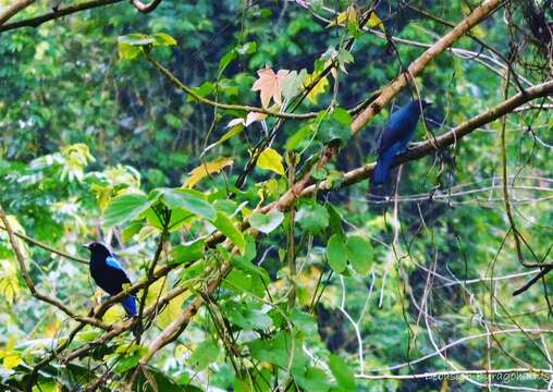 Image of Fairy-bluebird