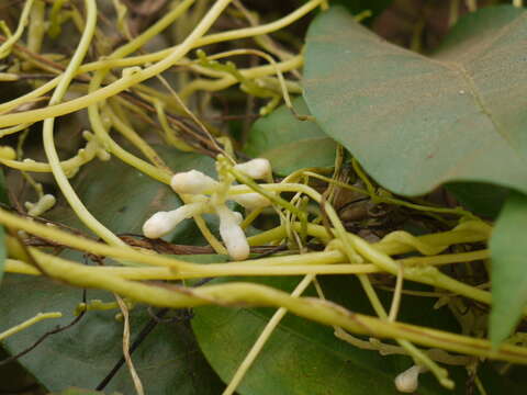 Image of giant dodder