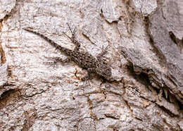 Image of Green Spiny Lizard