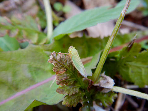 Image of Cicadella viridis (Linnaeus 1758)