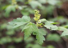 Image of Mountain Currant