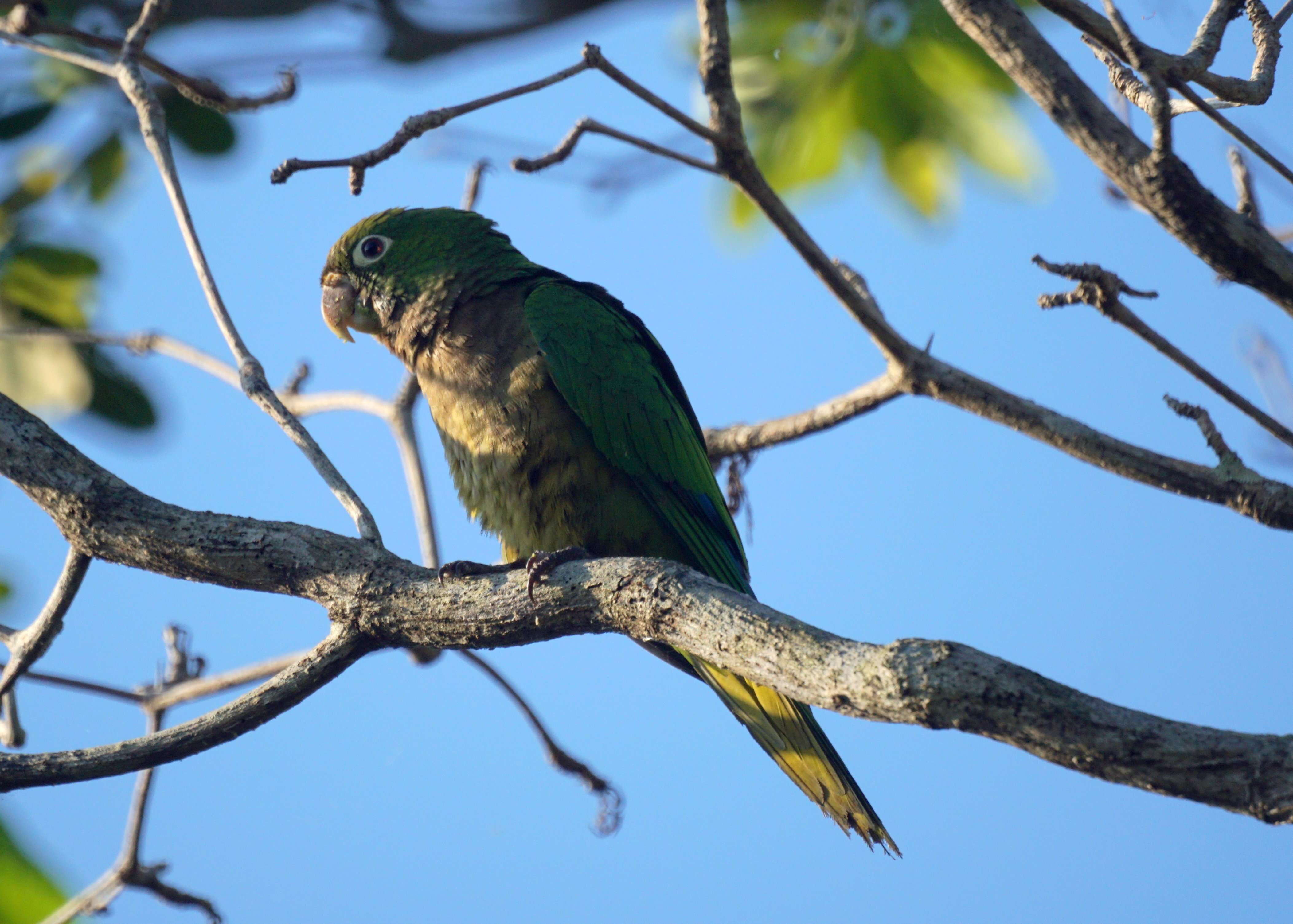 Image of Aratinga nana