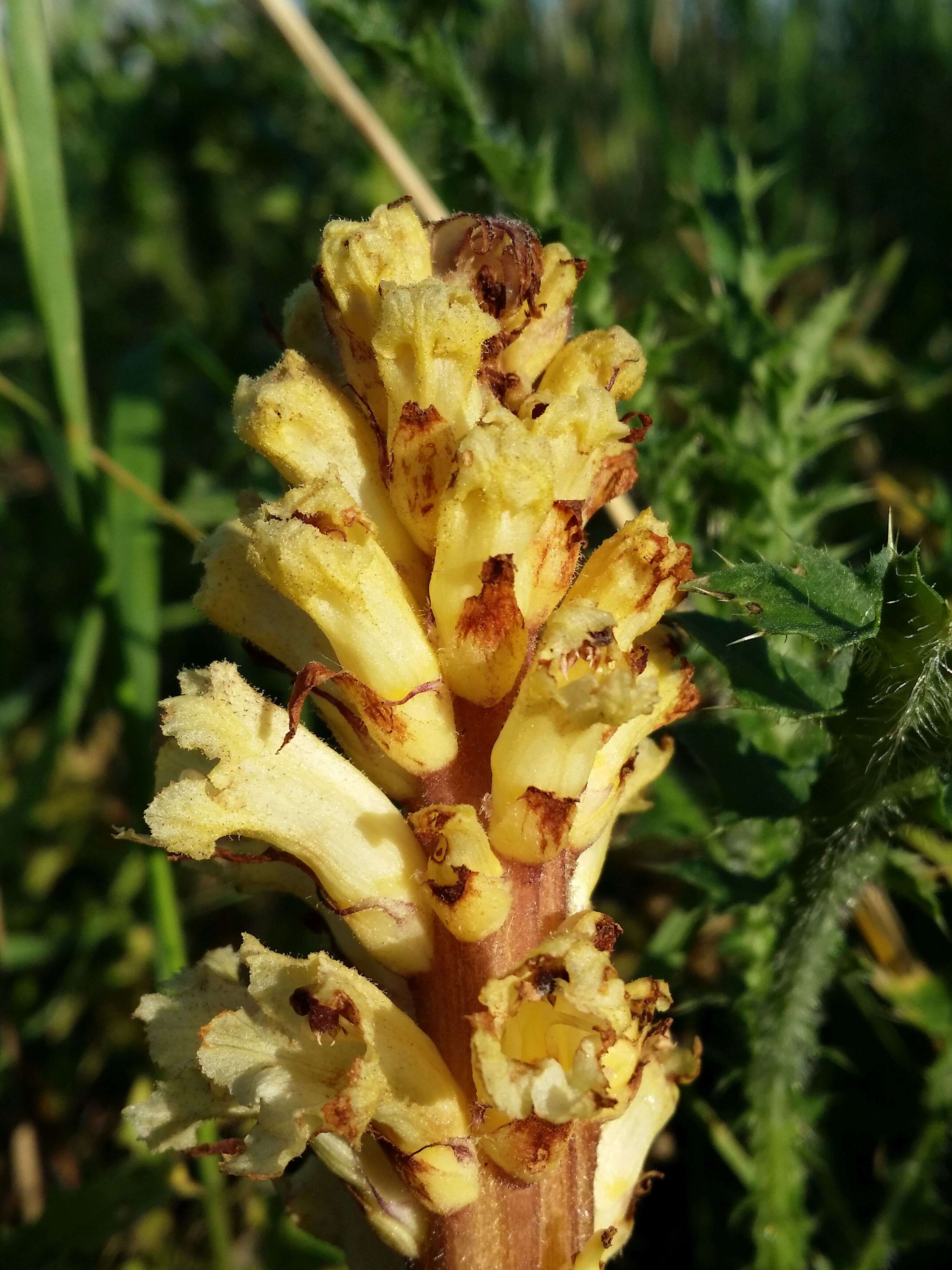 Imagem de Orobanche reticulata Wallr.