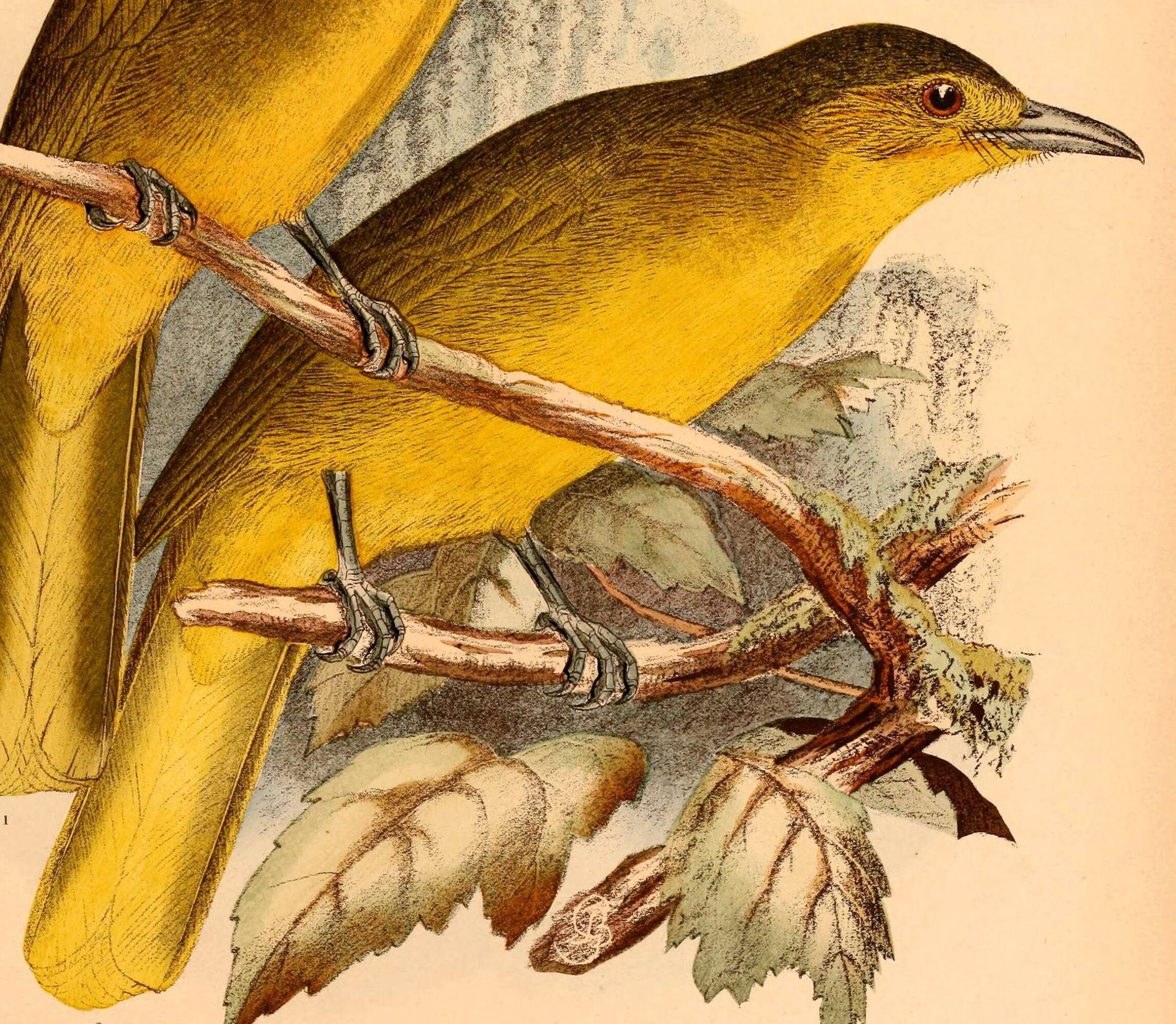 Image of Northern Golden Bulbul