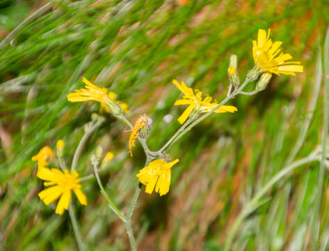 Image of few-leaved hawkweed