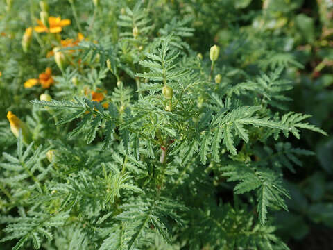 Tagetes tenuifolia Cav. resmi