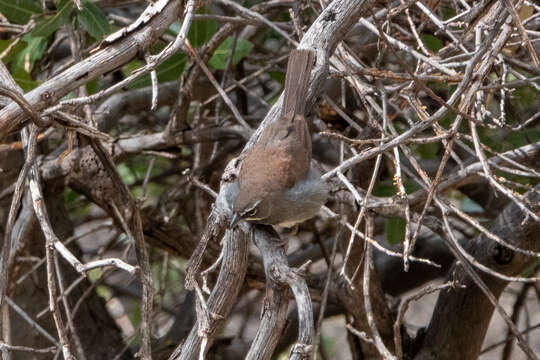 Image of Five-striped Sparrow