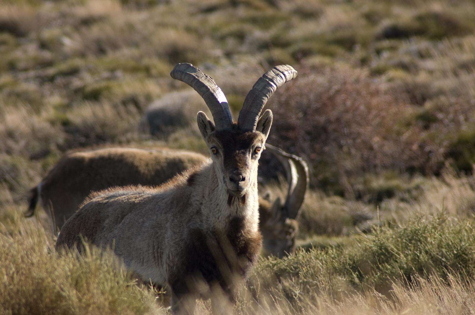 Image of Capra pyrenaica hispanica