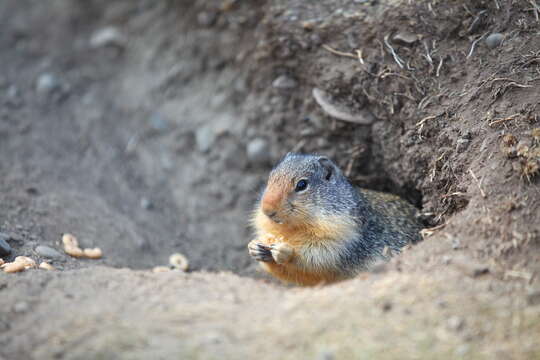 Image of Columbian ground squirrel