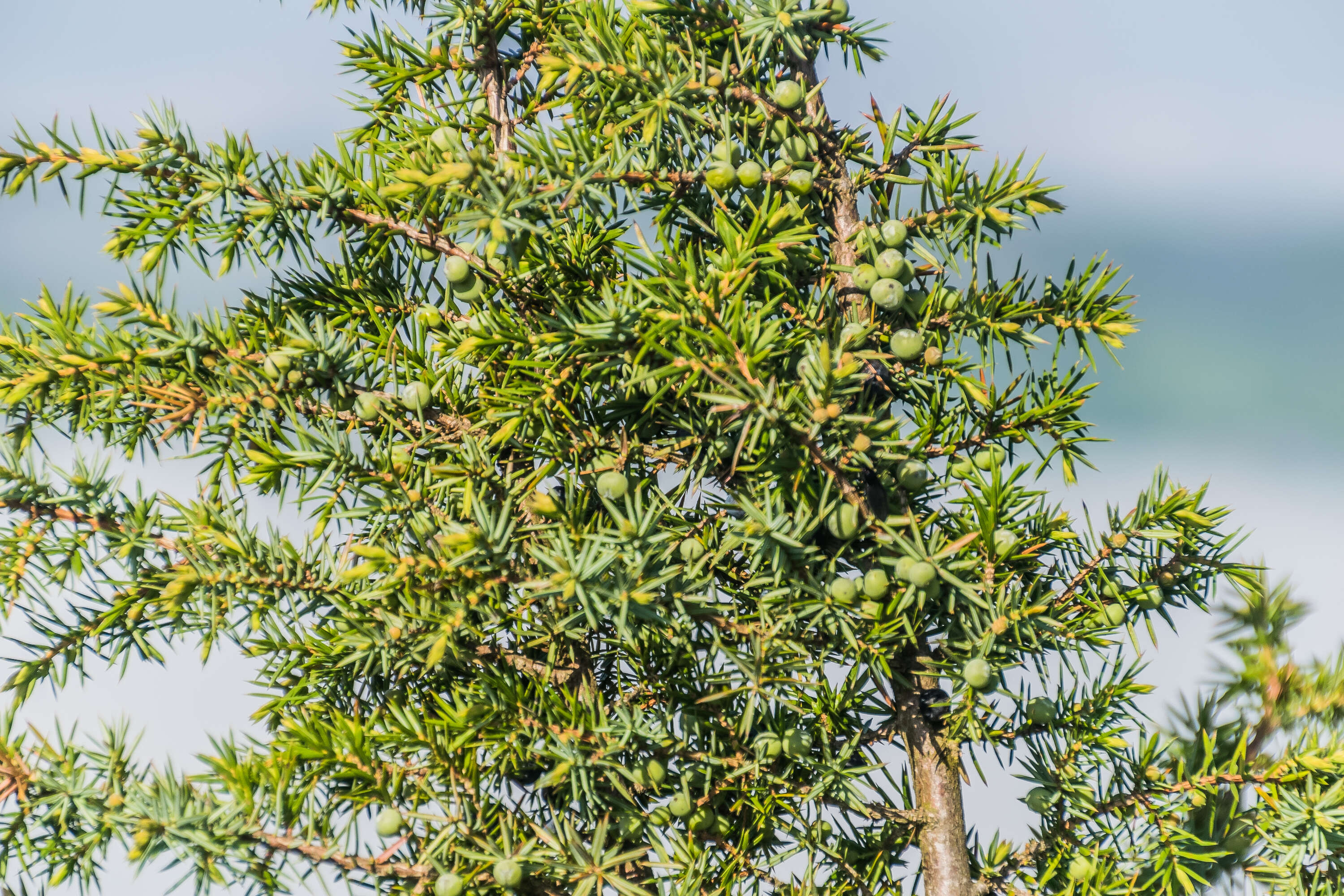 Image of Common Juniper