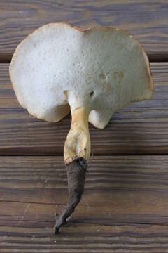 Image of Rooting Polypore