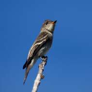 Image of Western Wood Pewee