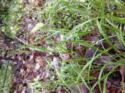 Image of wiry panicgrass