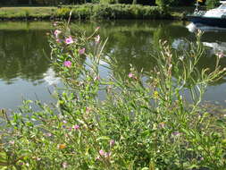 Слика од Epilobium hirsutum L.