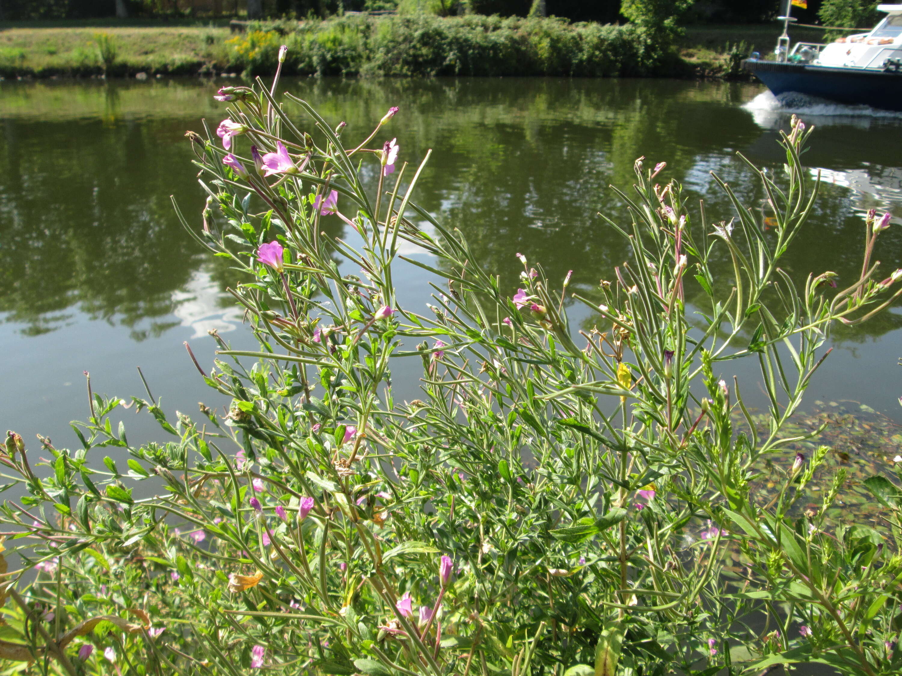 Слика од Epilobium hirsutum L.