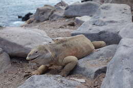 Image of Santa Fe Land Iguana