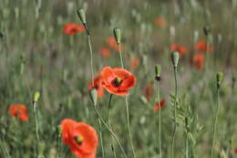 Image of Long-headed Poppy