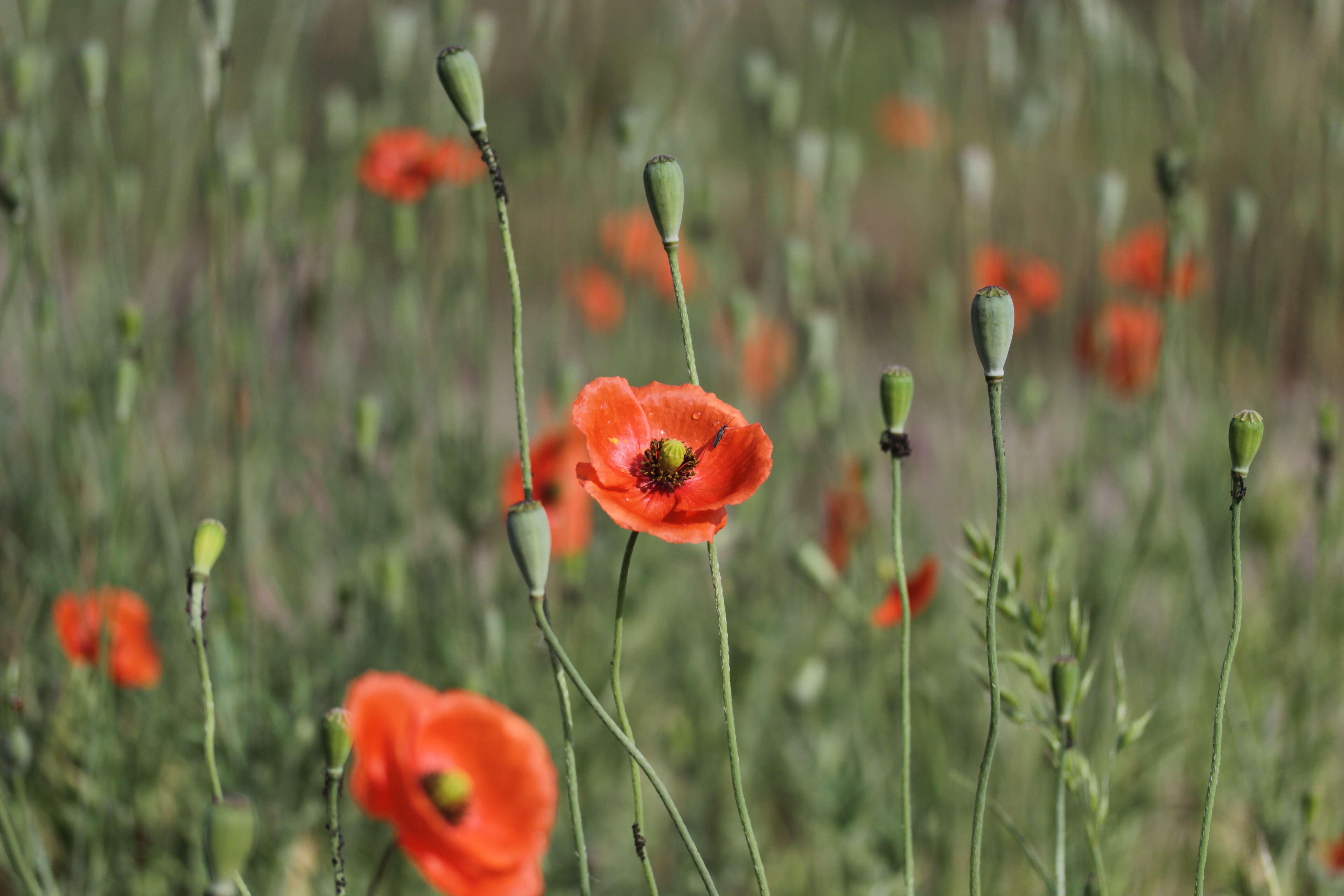 Image of Long-headed Poppy