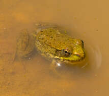 Image of Green Frog