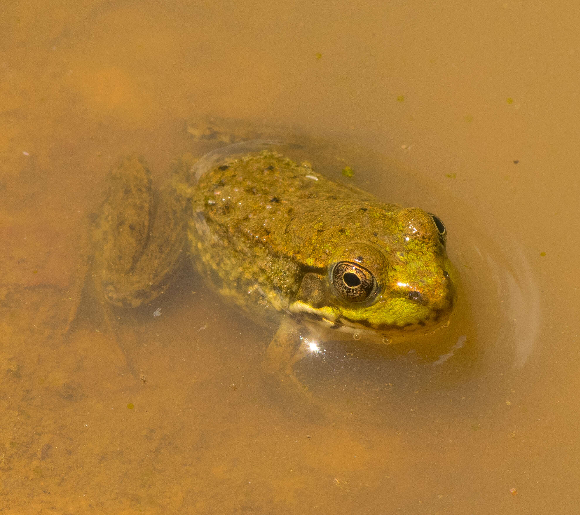 Image of Green Frog