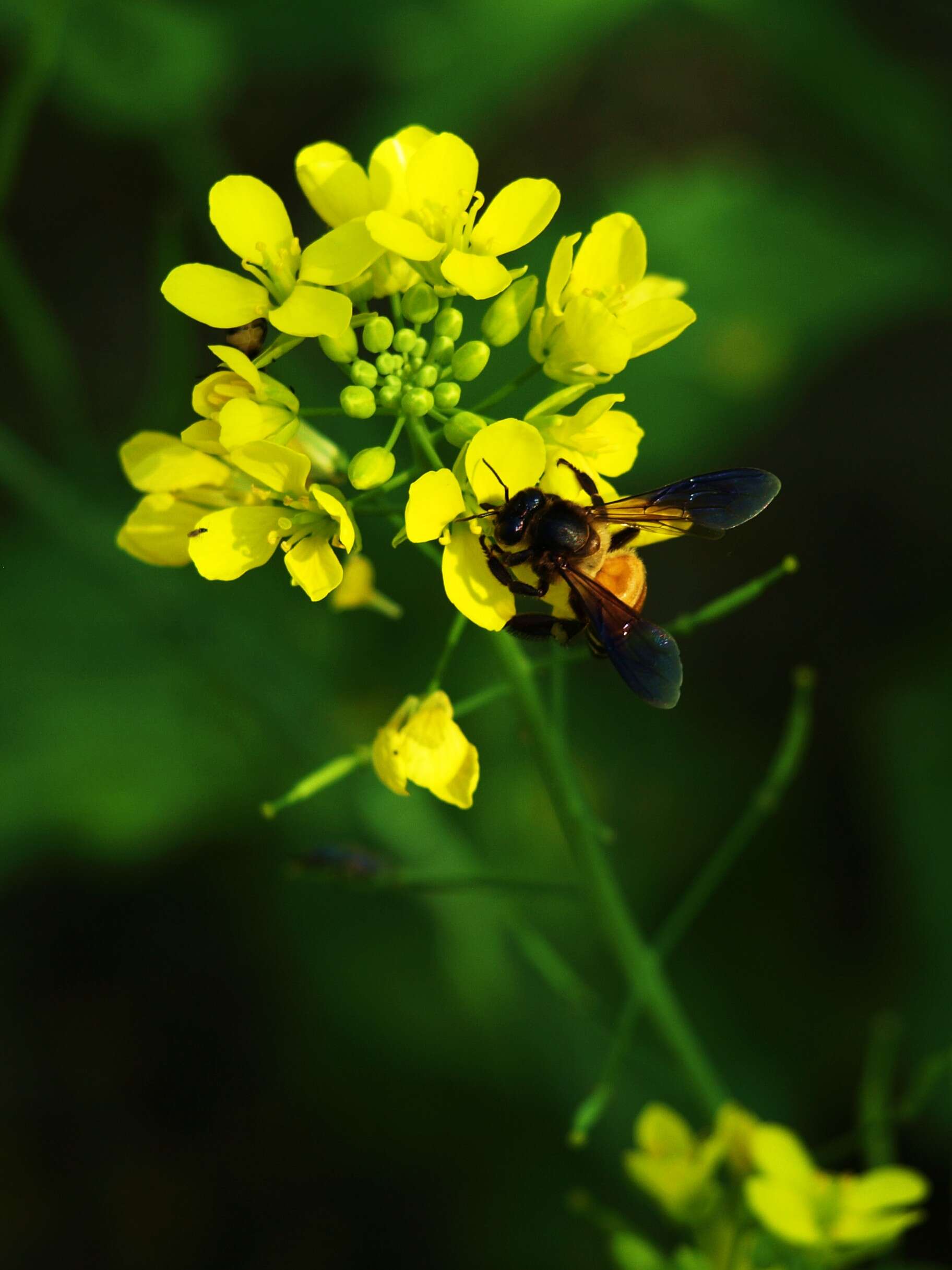 Image of Chinese mustard