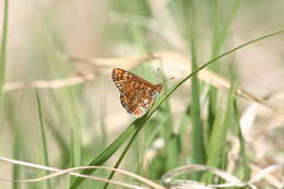 Image of Euphydryas aurinia