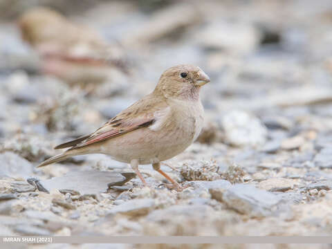 Image of Mongolian Finch