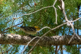 Image of Hermit Warbler