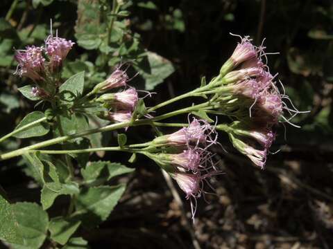 Image of western snakeroot