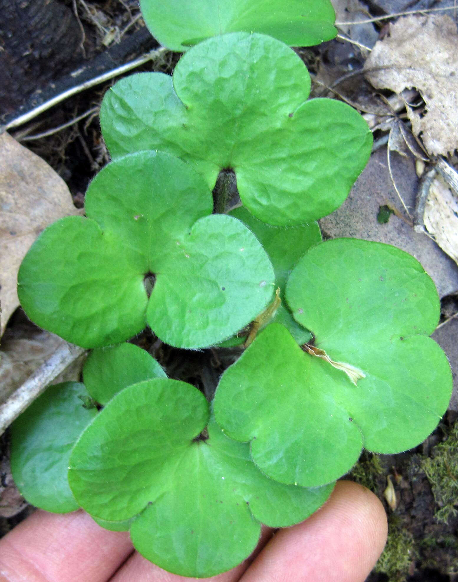 Image of roundlobe hepatica