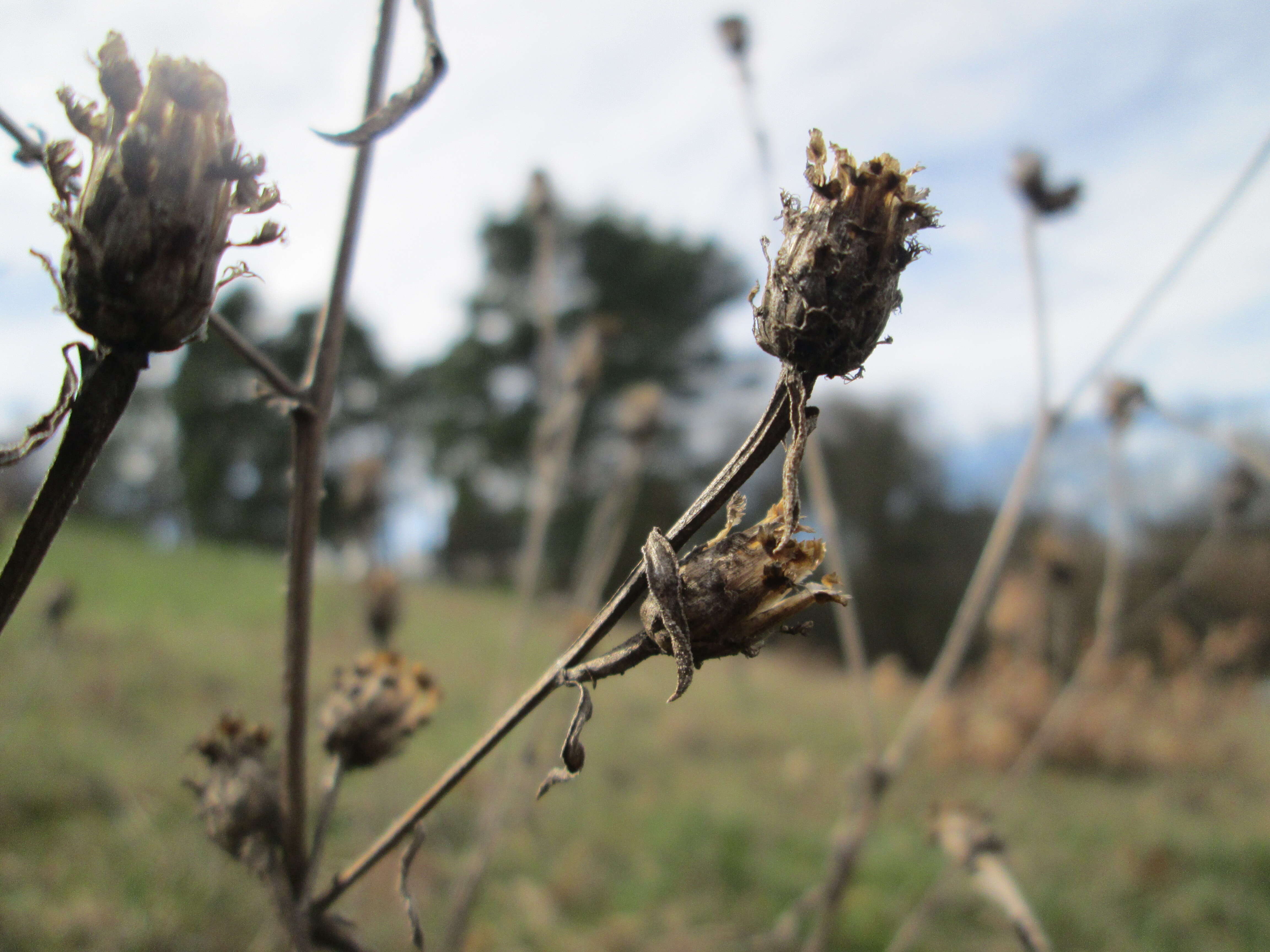 Image of spotted knapweed