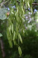 Слика од Fraxinus latifolia Benth.