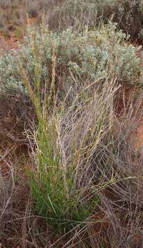 Image of bristleleaf lovegrass