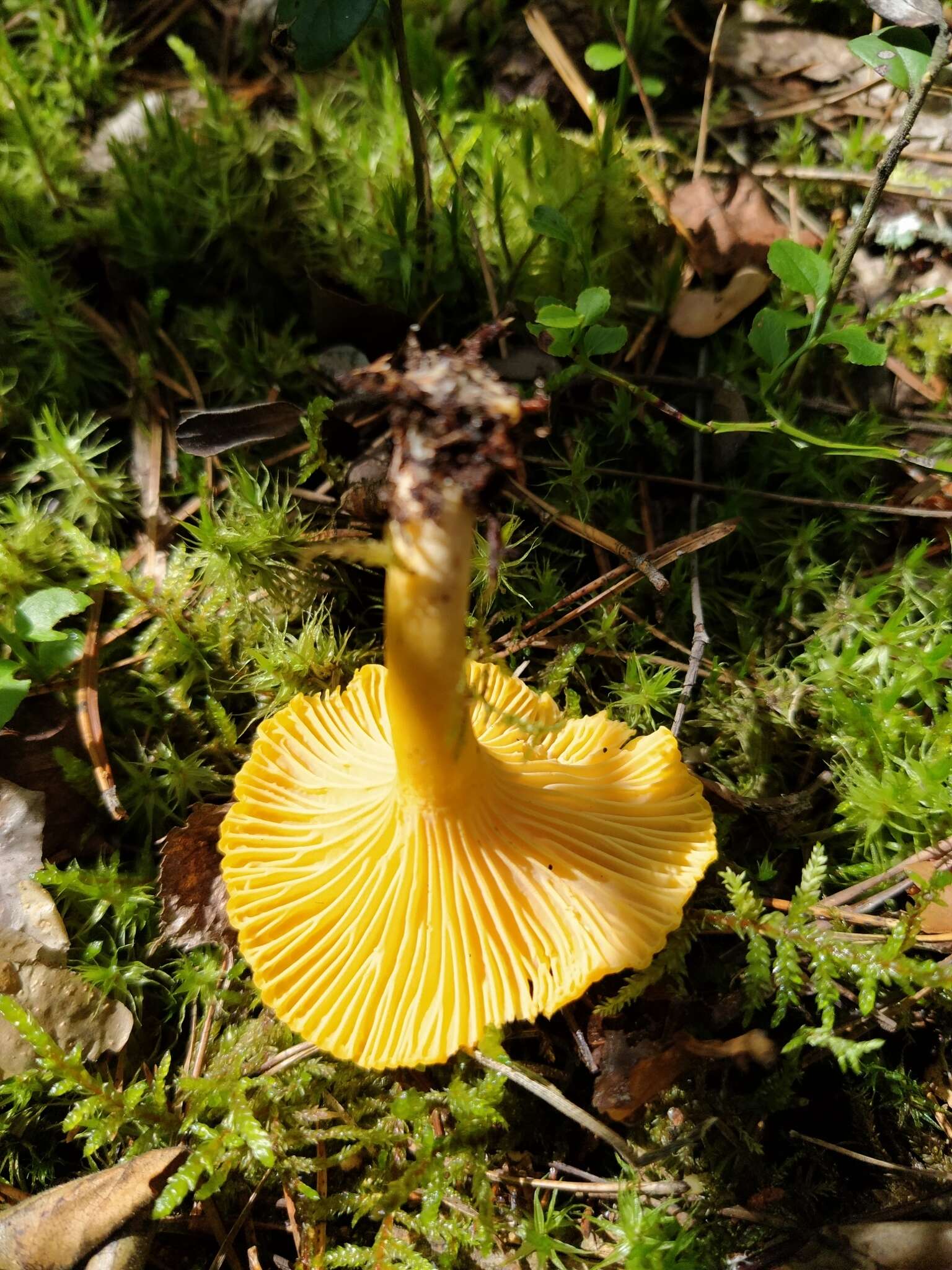 Image of Chanterelle