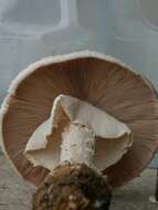 Image of Amanita ravenelii