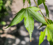 Imagem de Acer campbellii subsp. sinense (Pax) P. C. de Jong