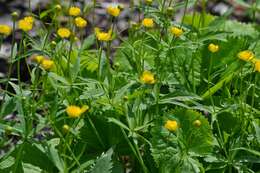 Image de Ranunculus cassubicus L.