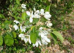 Image of Siberian crab apple