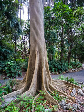 Sivun Elaeocarpus angustifolius Bl. kuva