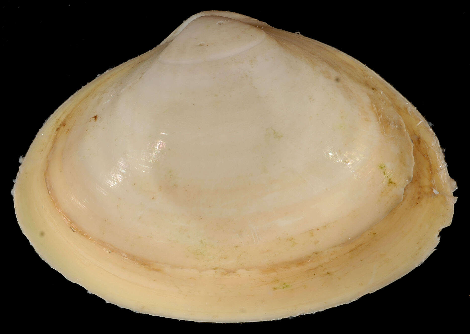 Image of Atlantic surf clam