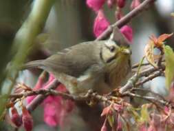 Image of Formosan Yuhina