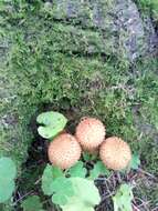 Pholiota squarrosa (Vahl) P. Kumm. 1871 resmi