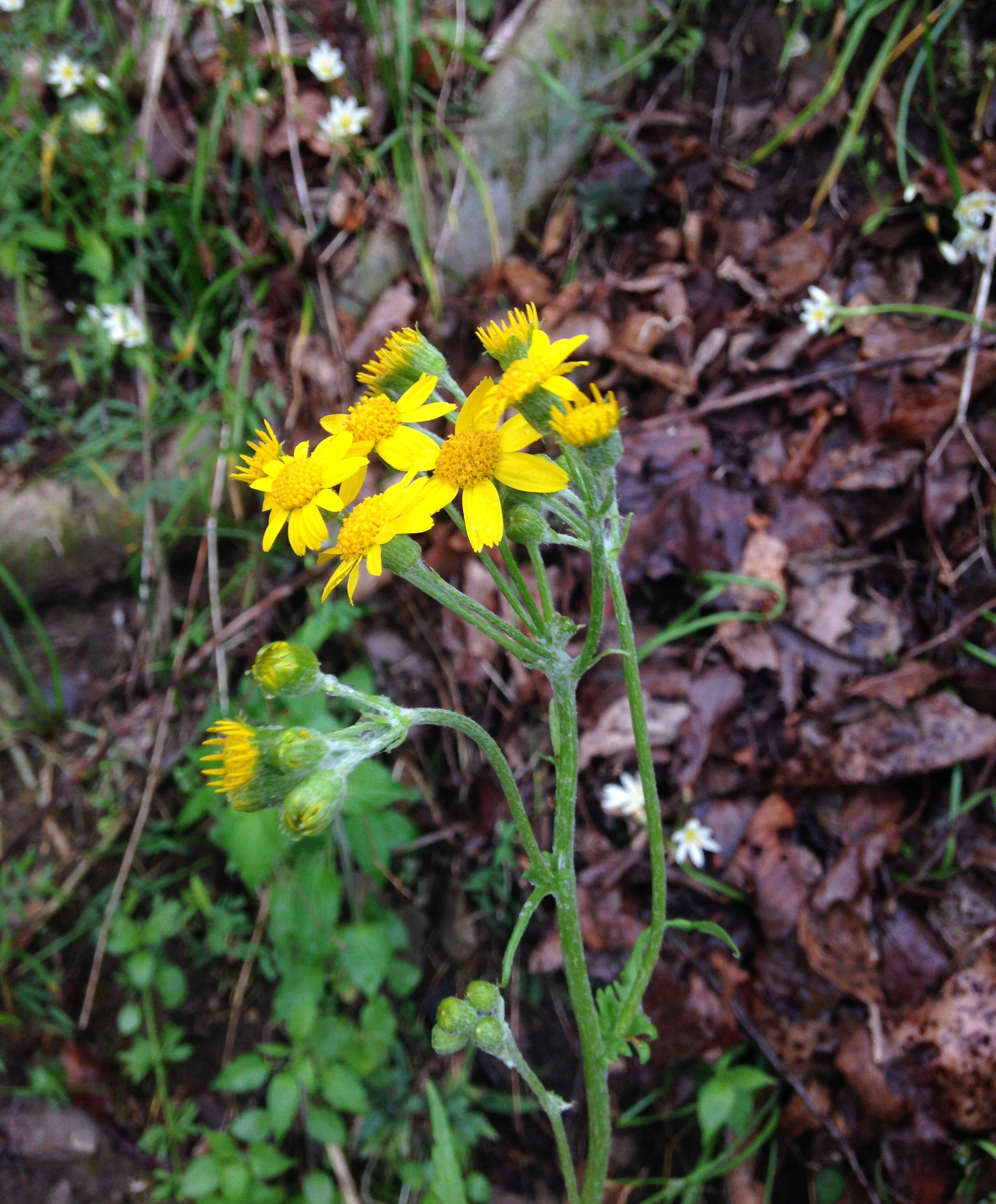 Image of balsam groundsel