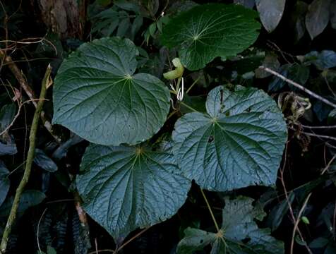 Слика од Piper umbellatum L.