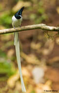 Image of Asian Paradise-Flycatcher