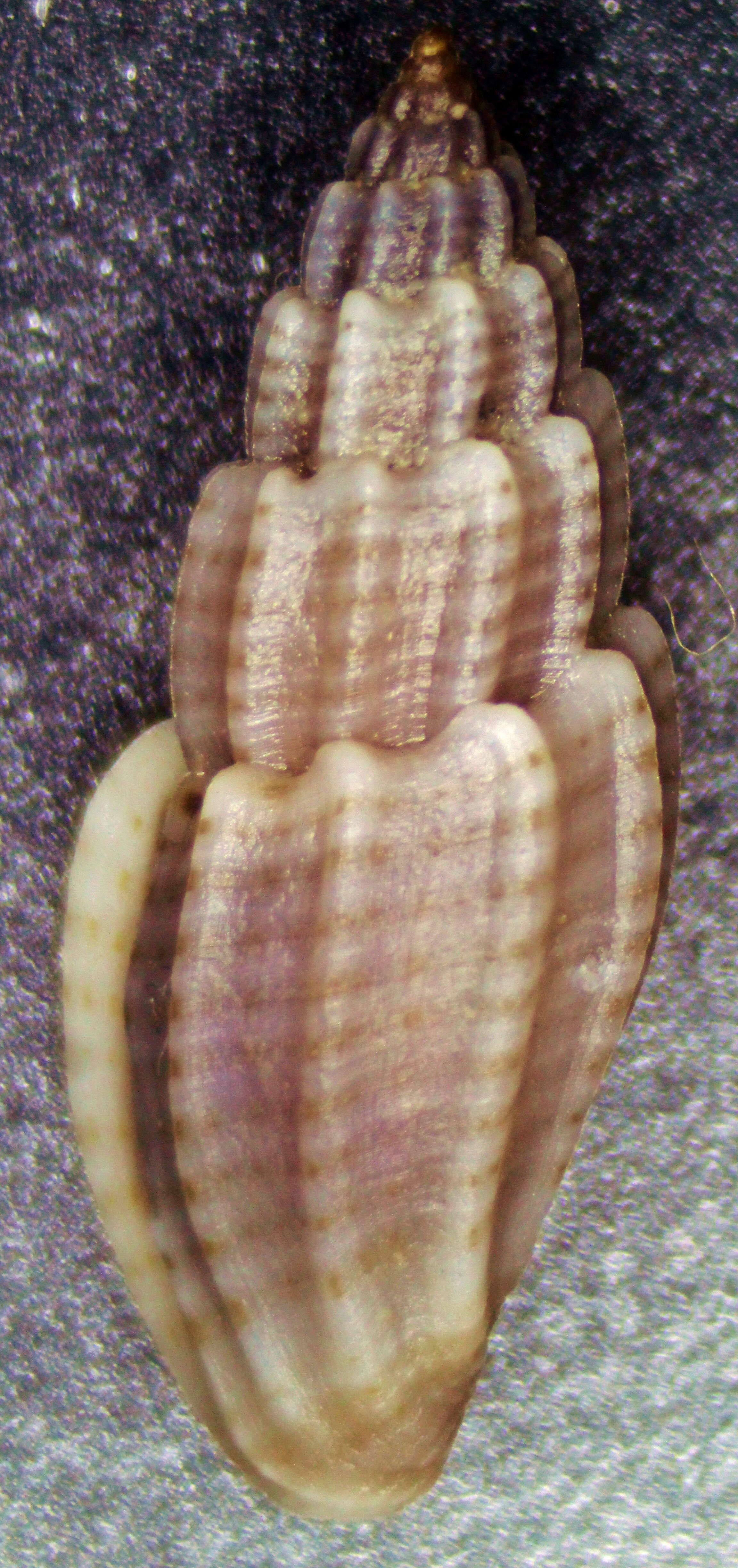 Image of Eucithara debilis (Pease 1868)