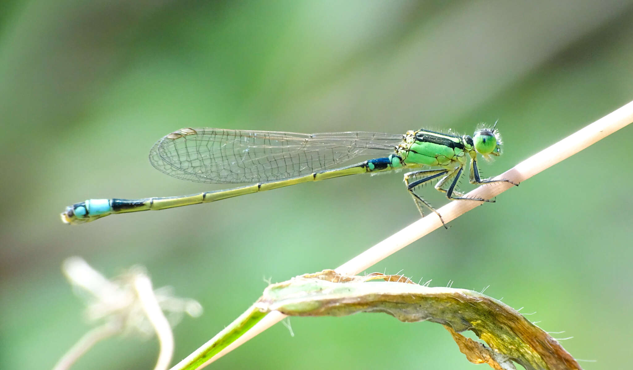 Image of Senegal bluetail