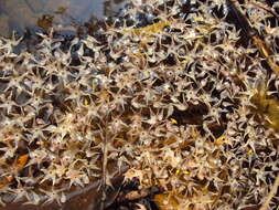 Image of Hopea ponga (Dennst.) D. J. Mabberley